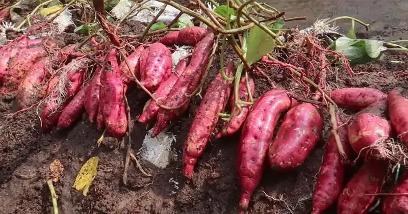 How to Grow Sweet Potatoes in Soil Bags