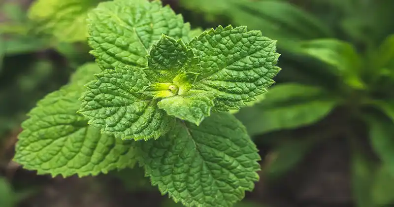 How to Revive or Grow Beautiful Mint Using These Secrets