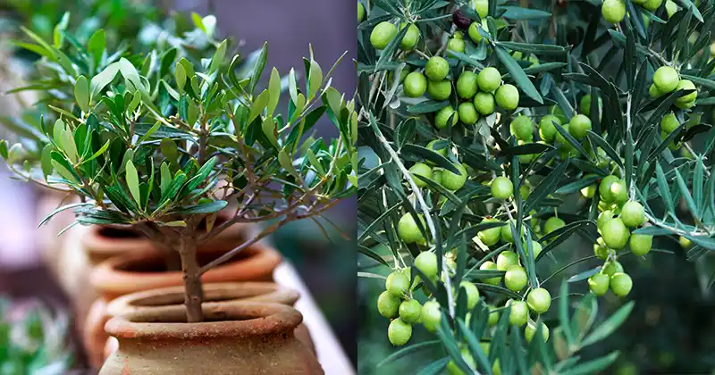 Cultivating Olive Trees from Seeds: A Complete Guide for Pot Growth