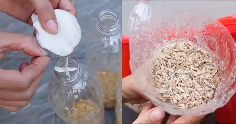 DIY Mushroom Seed from 1 Store-Bought Mushroom
